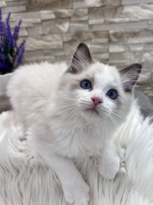 Ragdoll kocur Alex , rodowod FPL.