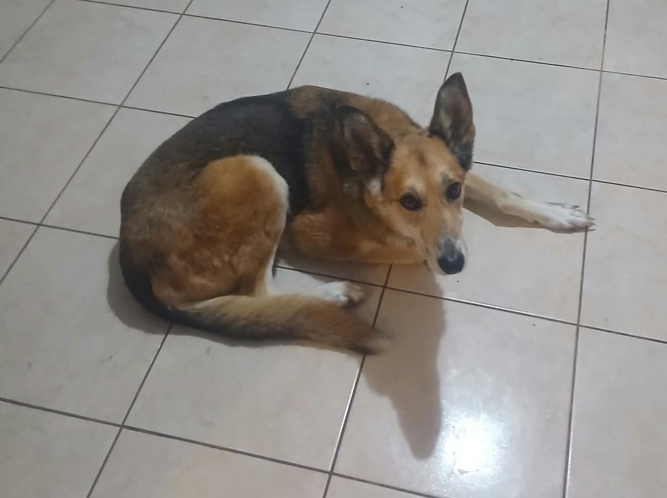 Cadela para adoção [Luna]