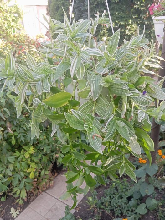 Вазони/кімнатні рослини