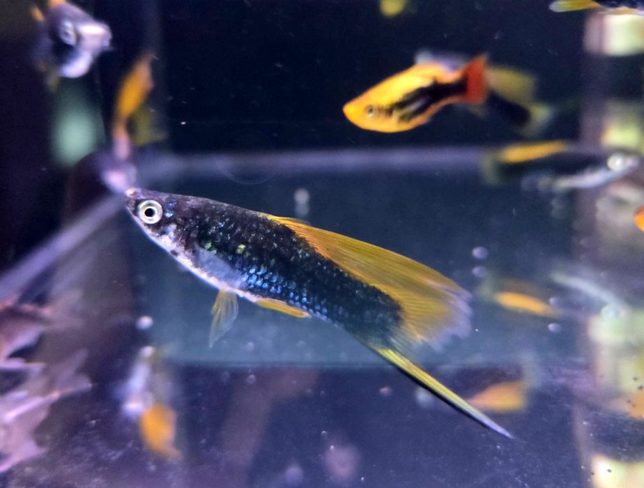 Mieczyk delta czarny