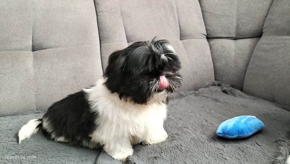Shih Tzu piesek czarno biały
