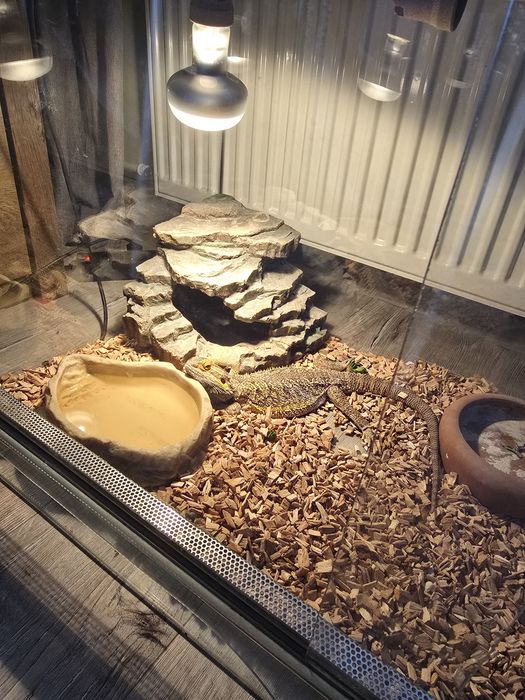 Agama brodata +terrarium