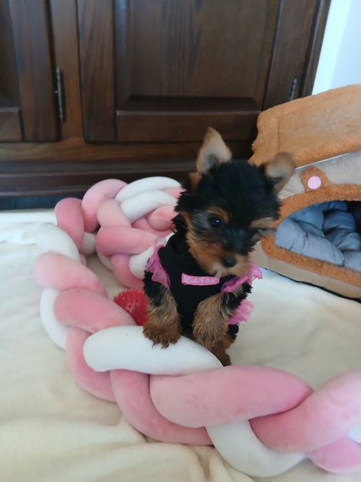 śliczna suczka  rasy Yorkshire Terrier z rodowodem