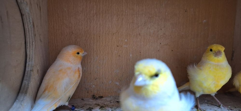 Kanarki samiczki 2024r. I 2025r