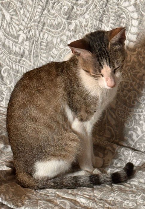 Gatinha para adoção responsável