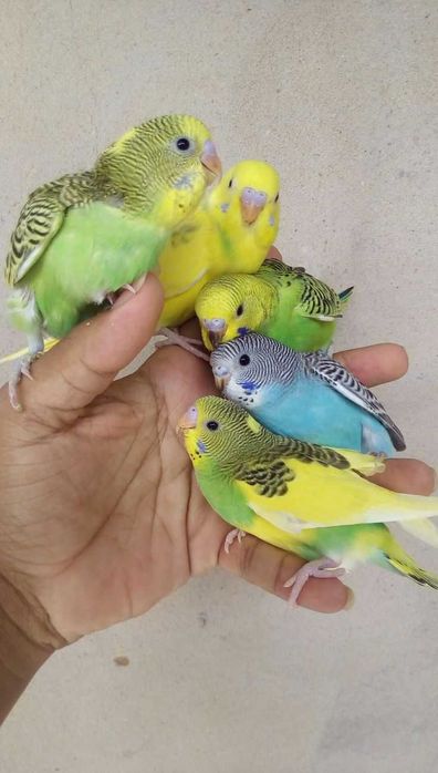 Vendo piriquitos domesticados