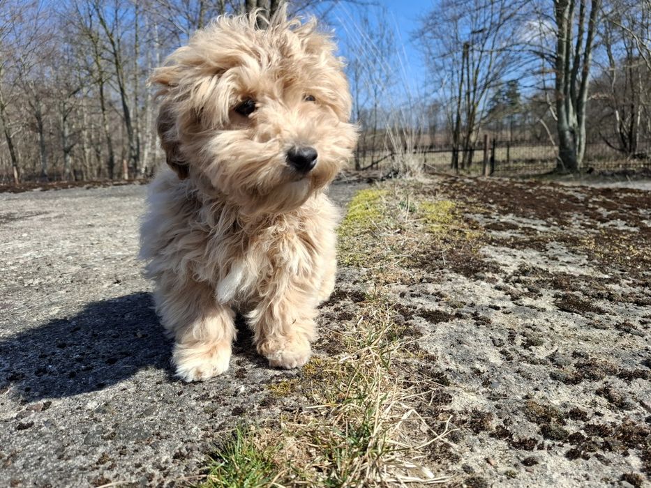 maltipoo szczeniak piesek