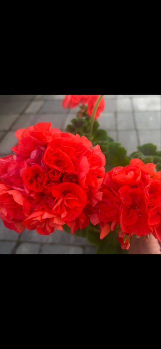 Пеларгонія сортова