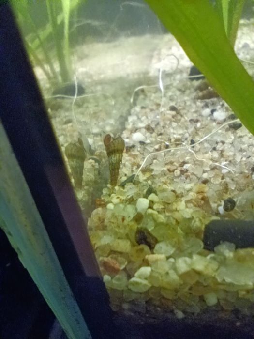 Caracóis de Aquário para Troca