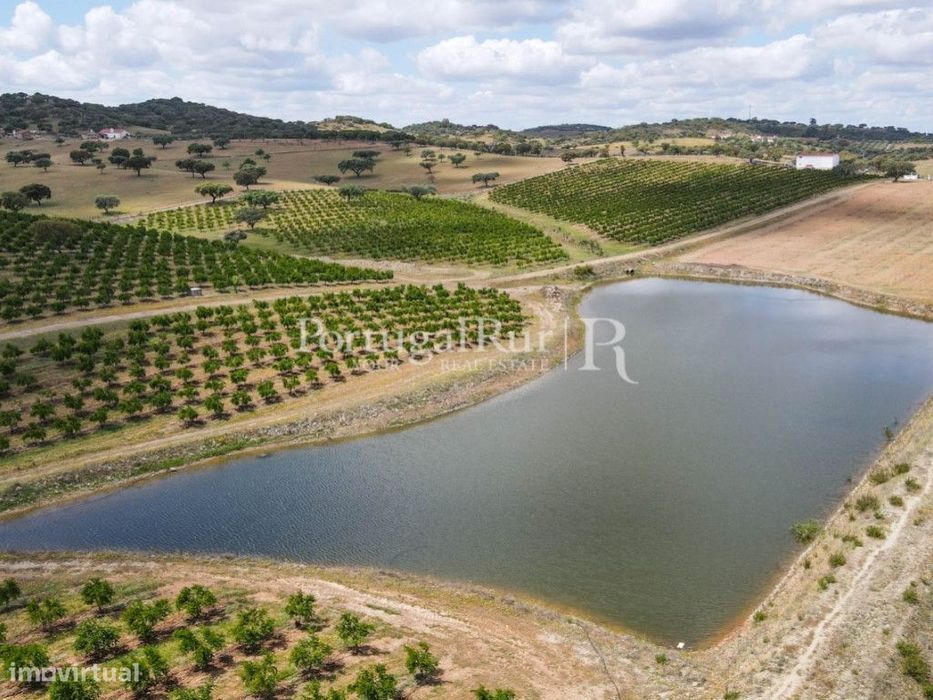 Terreno de 14 ha com plantação de Romaneiras