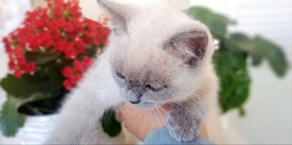 Macho Blue Point — 2 meses. Lindo e muito carinhoso.