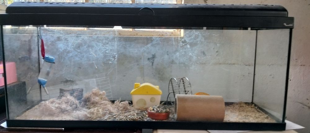 Aquário para hamster