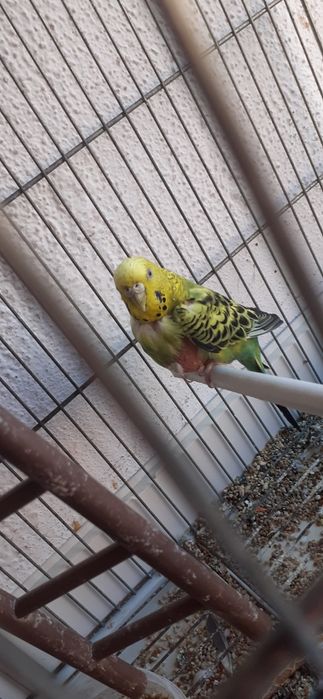 Piriquito FEMEA australiano para trocar por canario