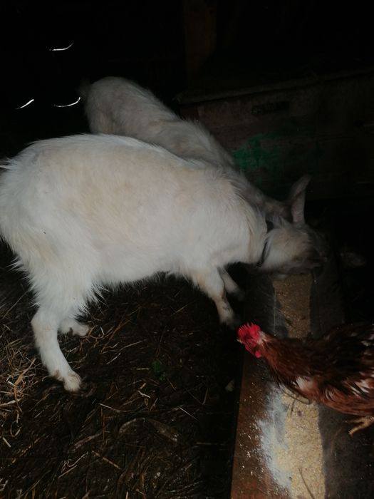 Cabrito macho, branco, 8 messes