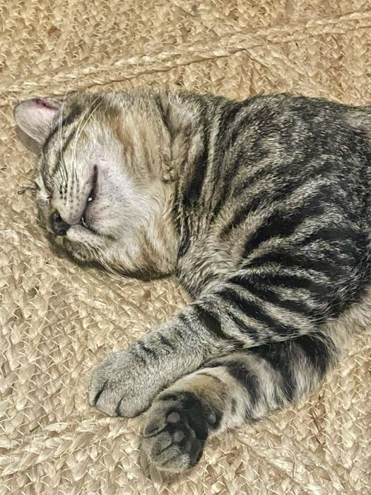Gato macho para adoção responsável