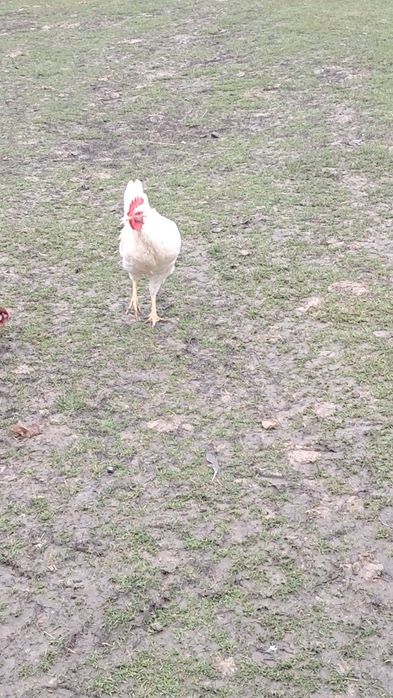 Sprzedam białe koguty