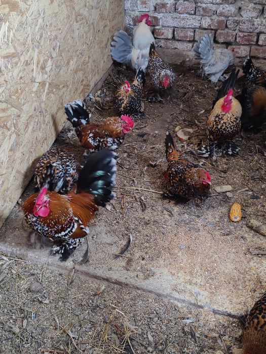 Кури Мільфлер карликові кури