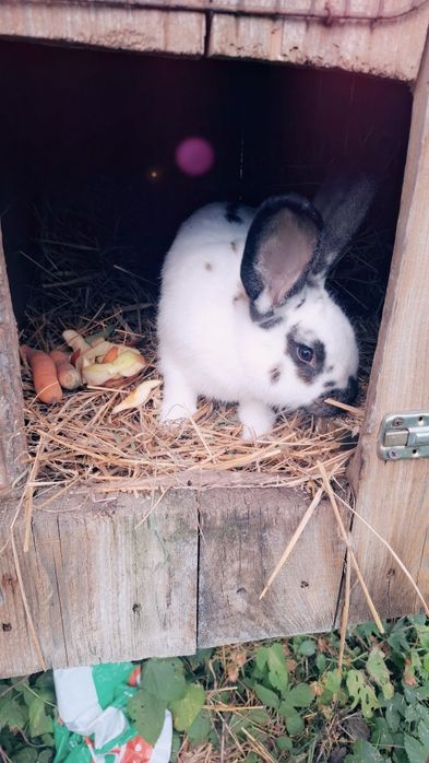 Sprzedam króliki srokacz