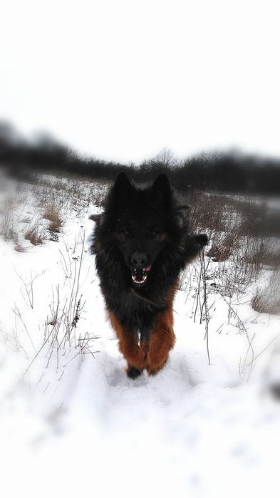 Вязка немецкая овчарка