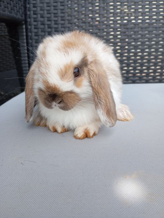 Królik mini lop miniaturka