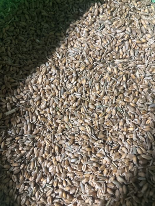 Pszenica ozima sprzedam