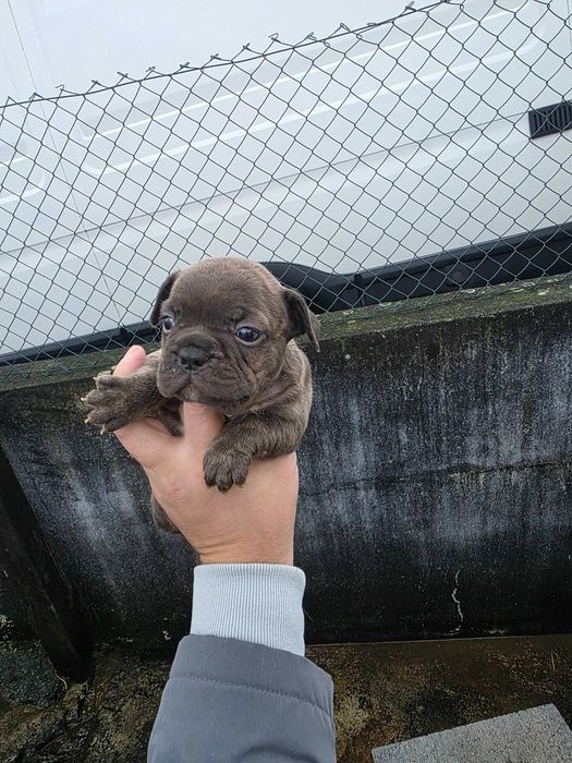 Bulldog frances tigrado femea