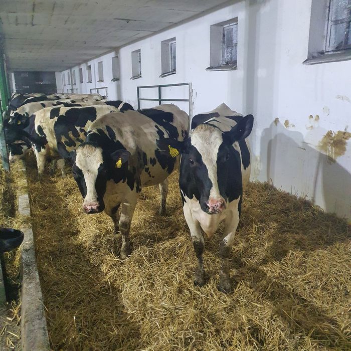 Jałówki hf jałowica cielne