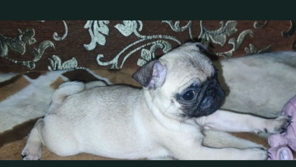 Маленькі мопсики