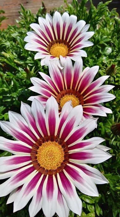 Ромашки африканські. Насіння