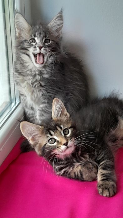 Шикарні кошенята мейн кун.