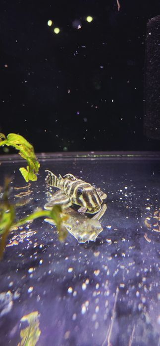 Zbrojnik Hypancistrus sp. L199 (glonojad)