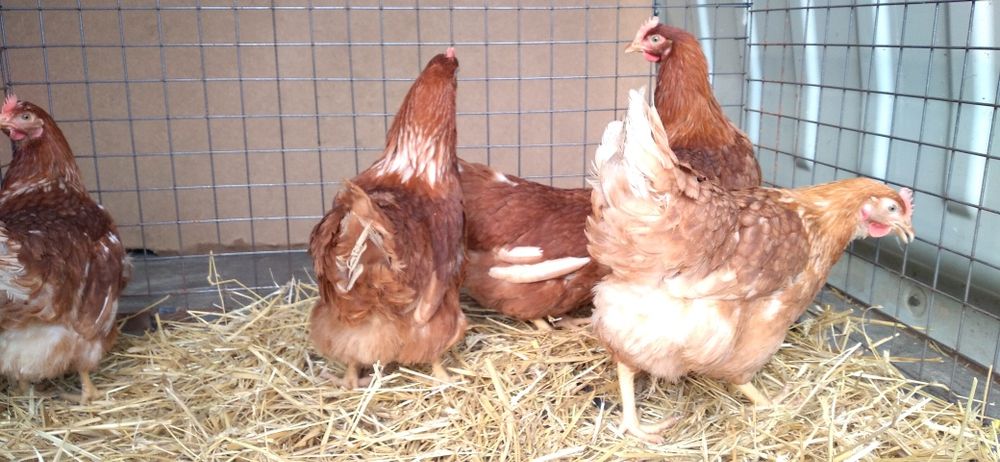 Kury Nioski Novogen 23 tygodnie,zaczynają nosić! Wysyłamy!