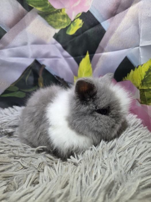 Karzełek Teddy Mini z Metryka