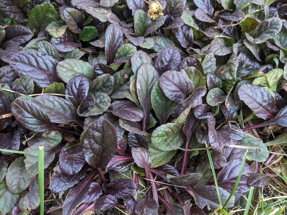 Многолетники излишки продам