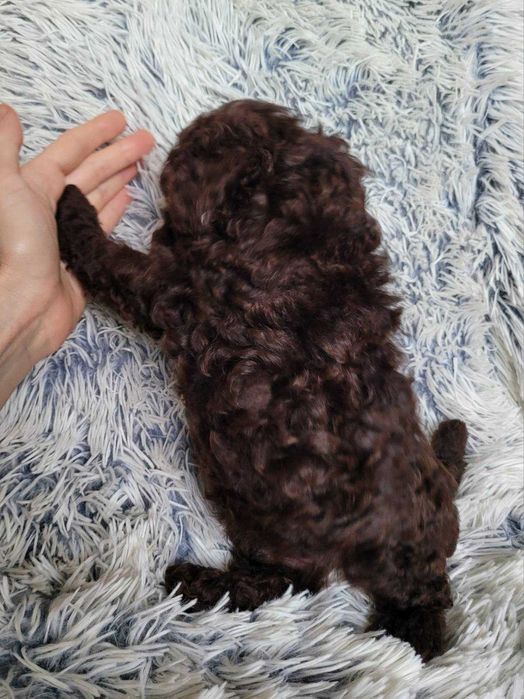 Шоколадний красунчик та наймиліший бешкетник Той ефектний шоколад.Київ