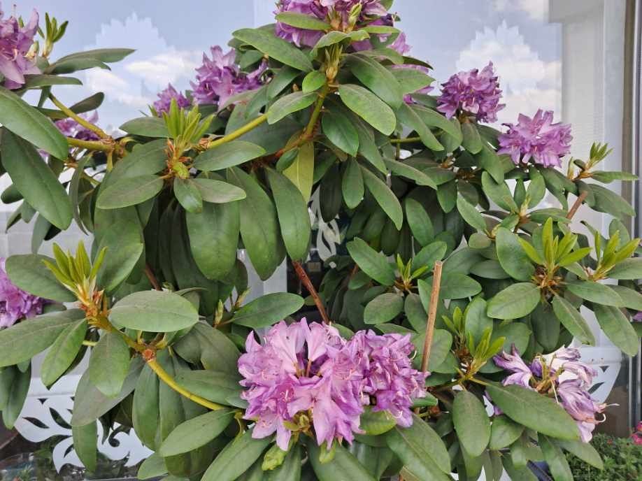 Rododendron rózanecznik  90 cm