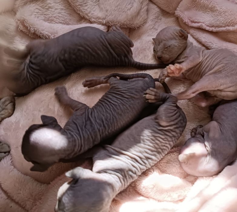 Вязка Сфинкса мальчик Розвязаний