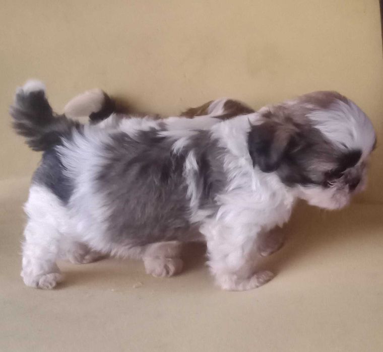 shih-tzu disponivel