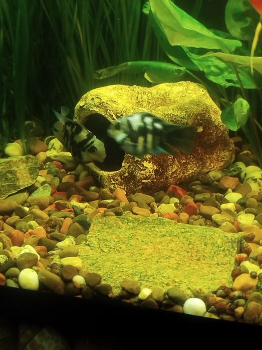 Мальки рыбок сапфирового попугая