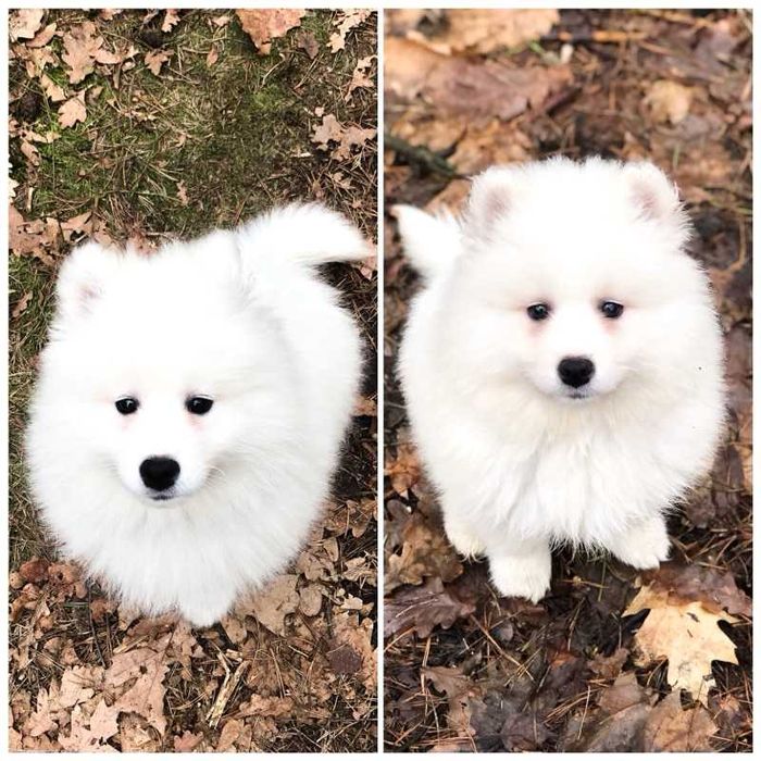 Piękny piesek rasy Samoyed
