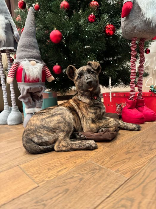 Метиси віддам безкоштовно