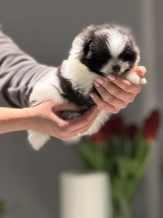 Ексклюзивна дівчинка пандочка