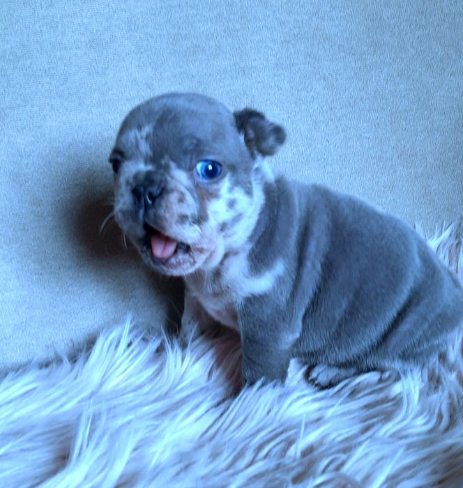 Buldog francuski sunia