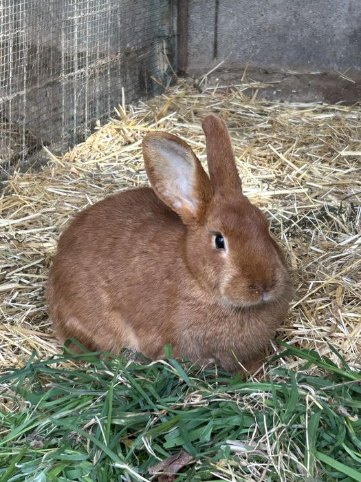 Coelhos Leonardo Borgonha