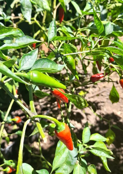 Produtos biológicos: diospiros, maçã, abóbora menina, chuchu,citrinos, cogumelos silvestres...