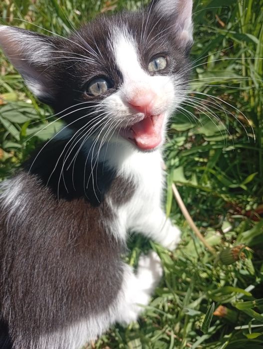 Чудові котенята шукають родину