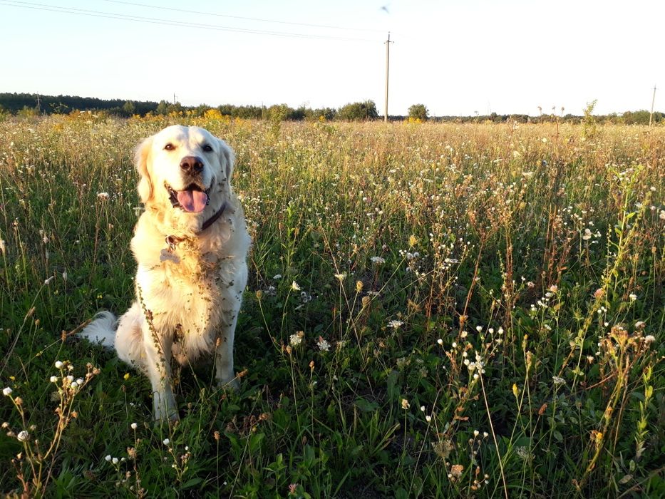 Гранд Чемпіон України для в'язки!