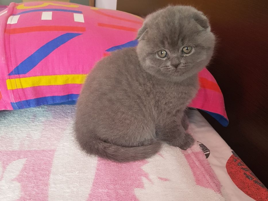 Scottish fold fêmea