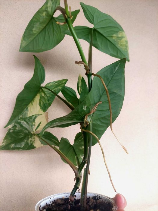 Planta Syngonium aurea