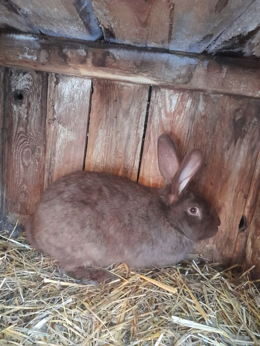 Sprzedam samca  srokacz niemiecki